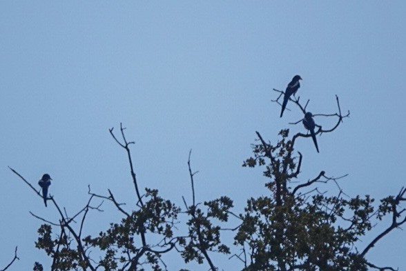 Yellow-billed Magpie - ML384590681