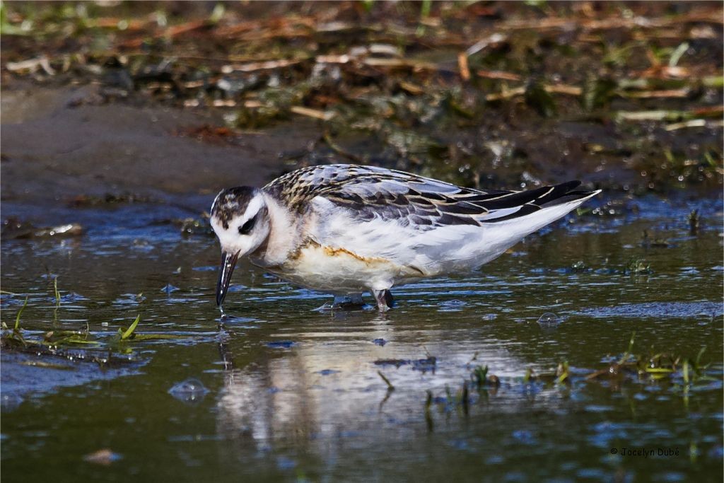 polarsvømmesnipe - ML384590741