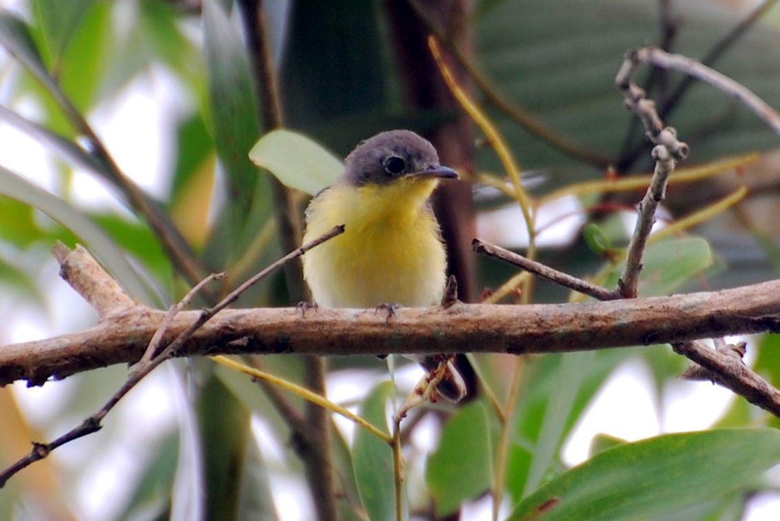 Golden-bellied Gerygone - ML384590971