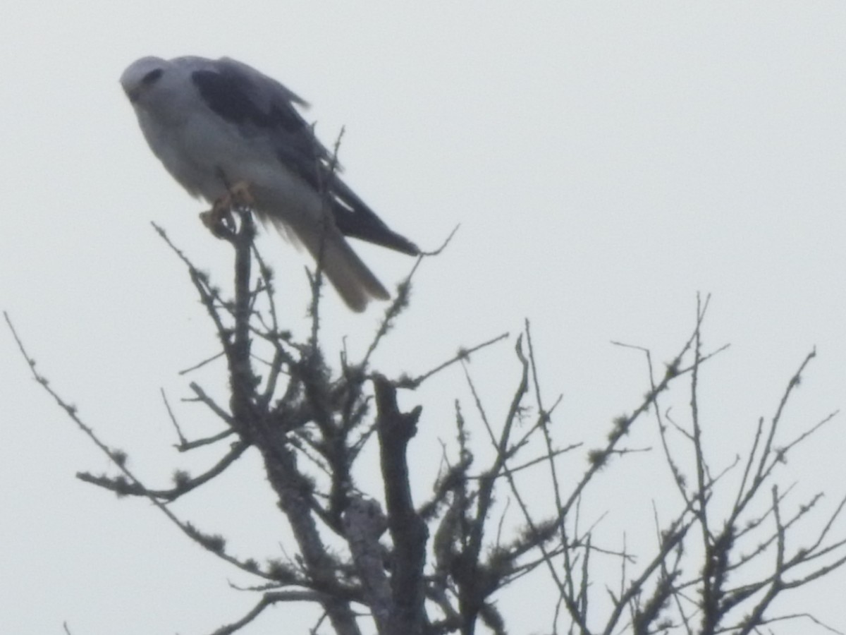 White-tailed Kite - ML384591991