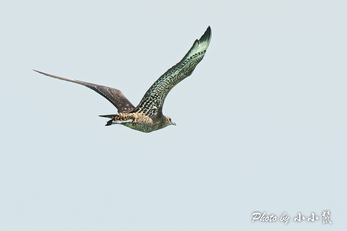 Parasitic Jaeger - ML384592011