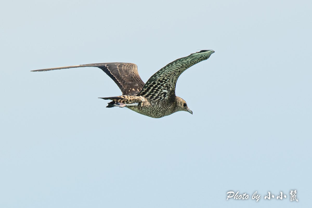 Parasitic Jaeger - ML384592021