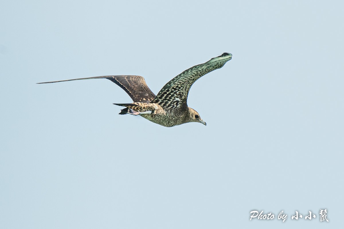 Parasitic Jaeger - ML384592031