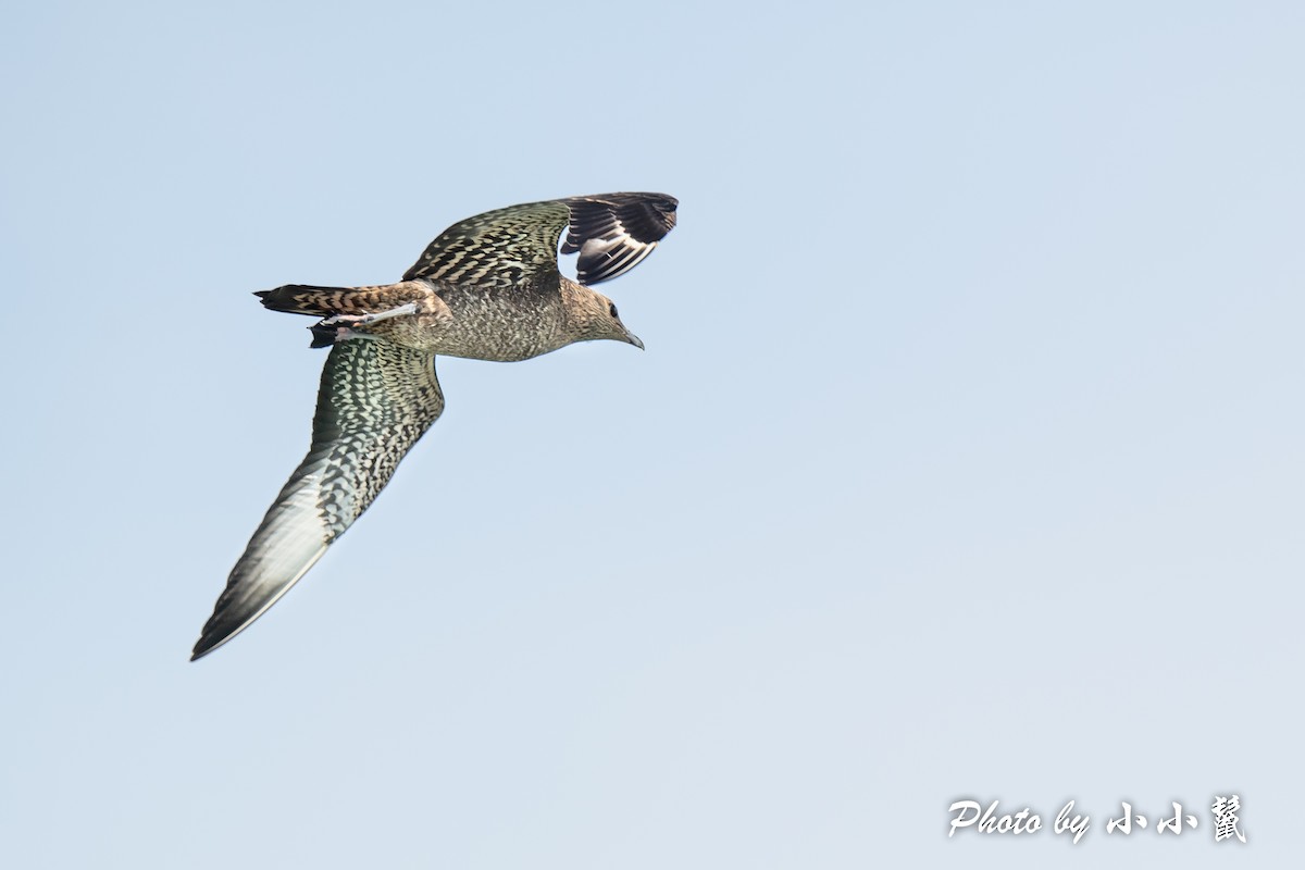 Parasitic Jaeger - ML384592051