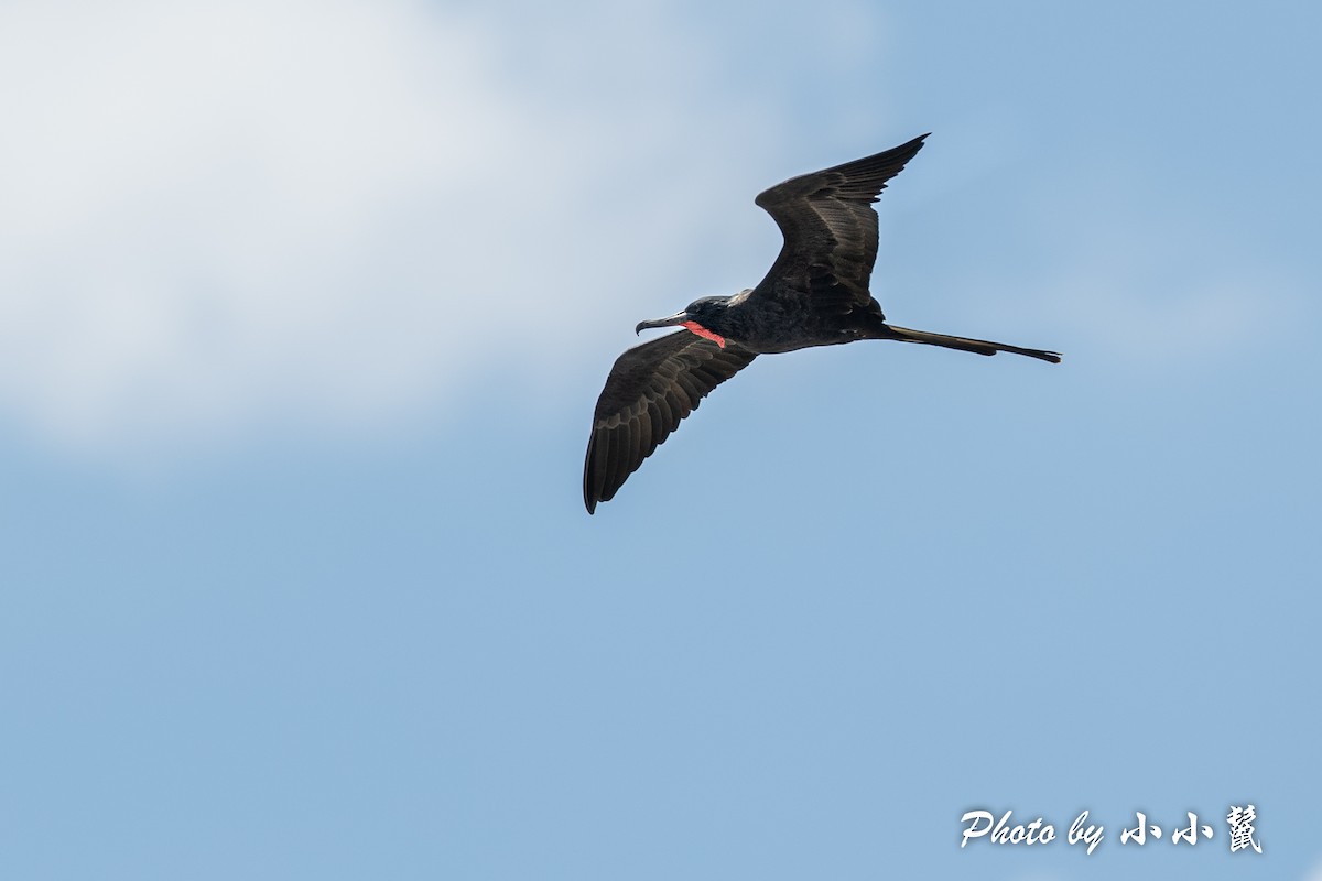 Magnificent Frigatebird - ML384592161