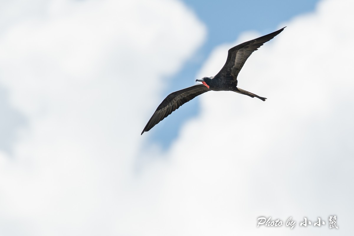 Magnificent Frigatebird - ML384592171