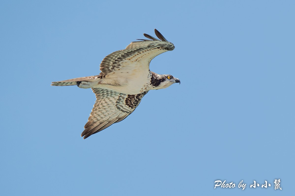 Osprey - ML384592191