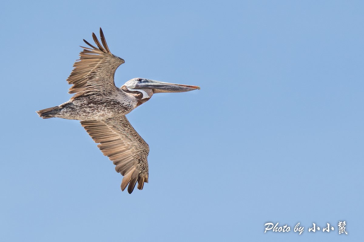 Brown Pelican - ML384592271