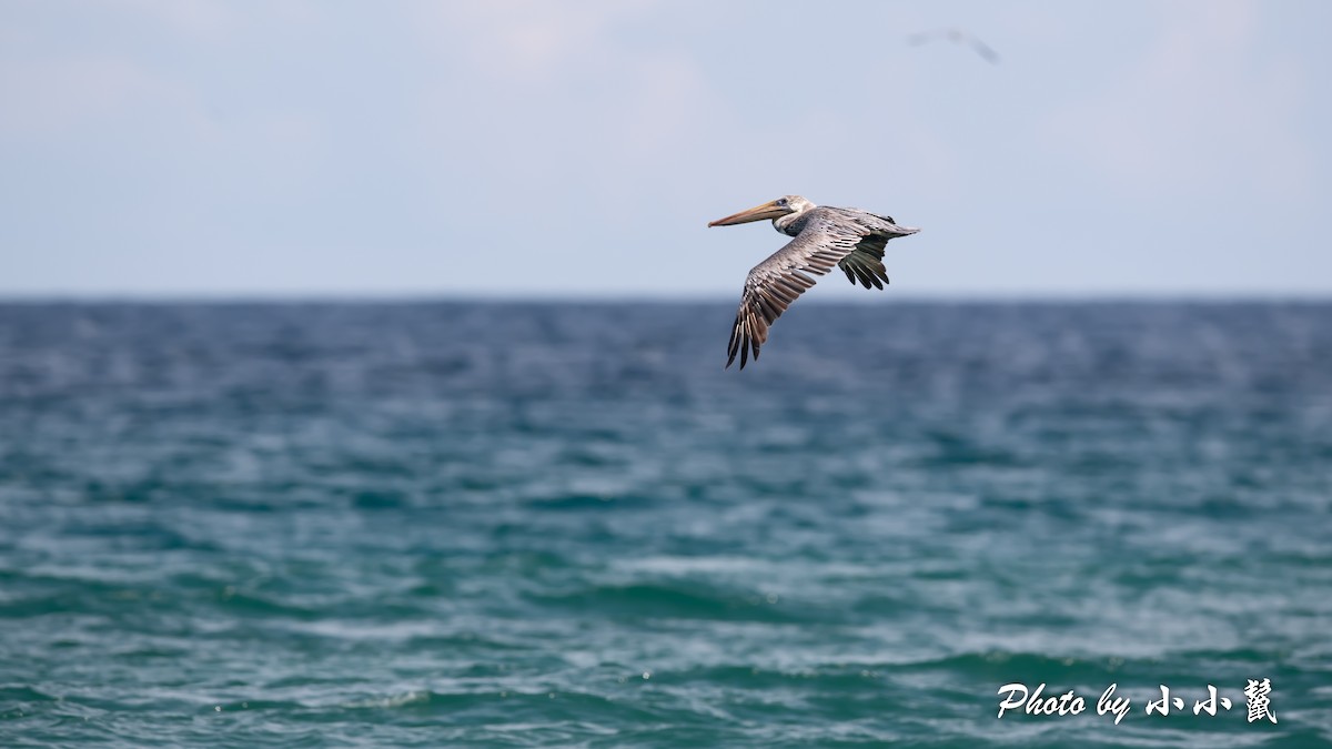 Brown Pelican - ML384592291