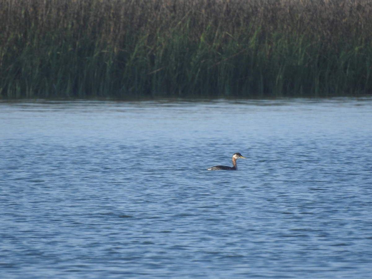 Red-necked Grebe - ML384592341