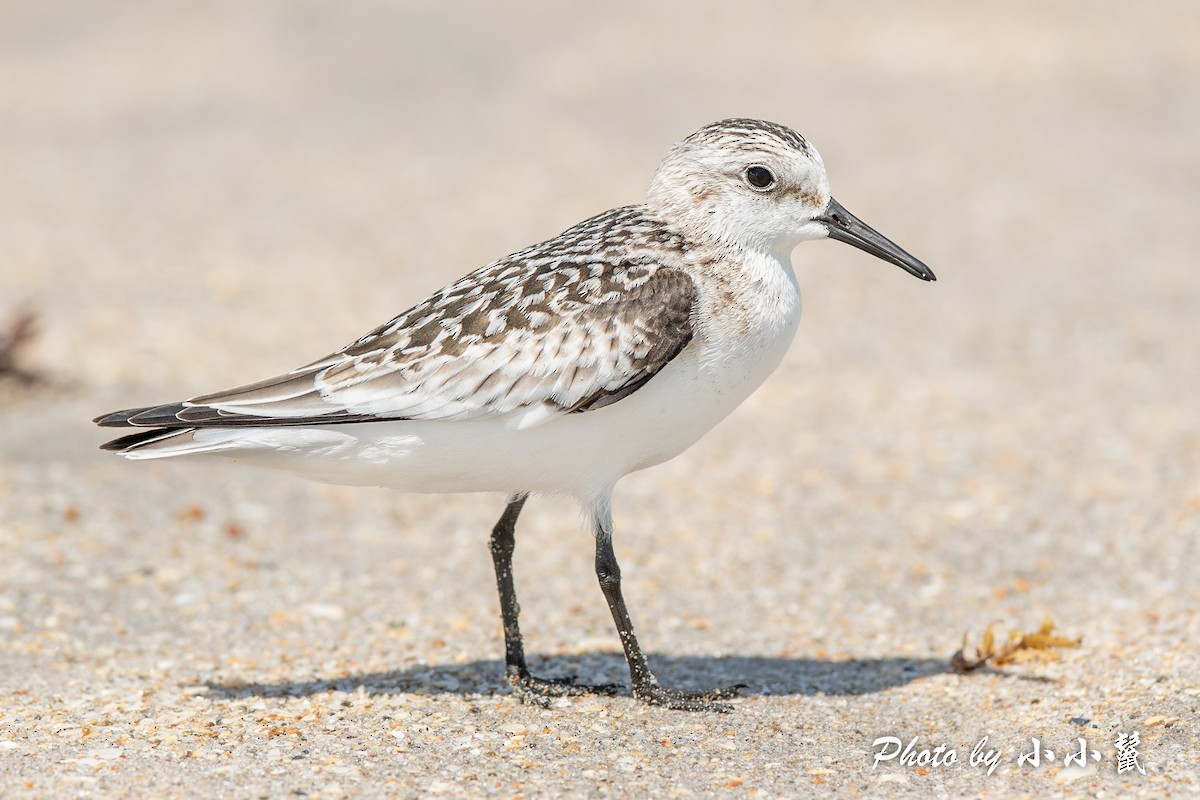 Bécasseau sanderling - ML384592351