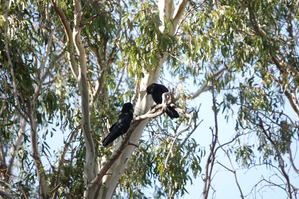 Common Raven - ML384593951