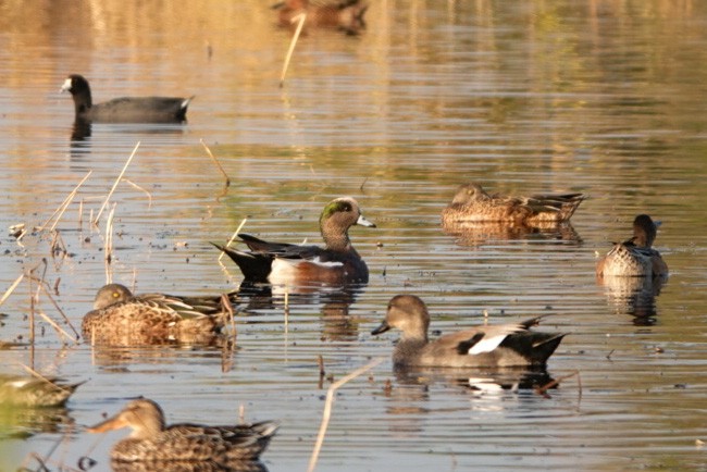 American Wigeon - CeCe Hurst