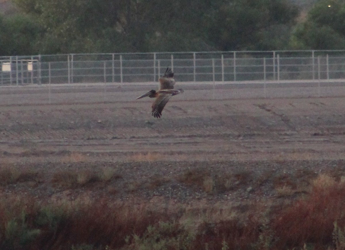 Brown Pelican - ML384596521