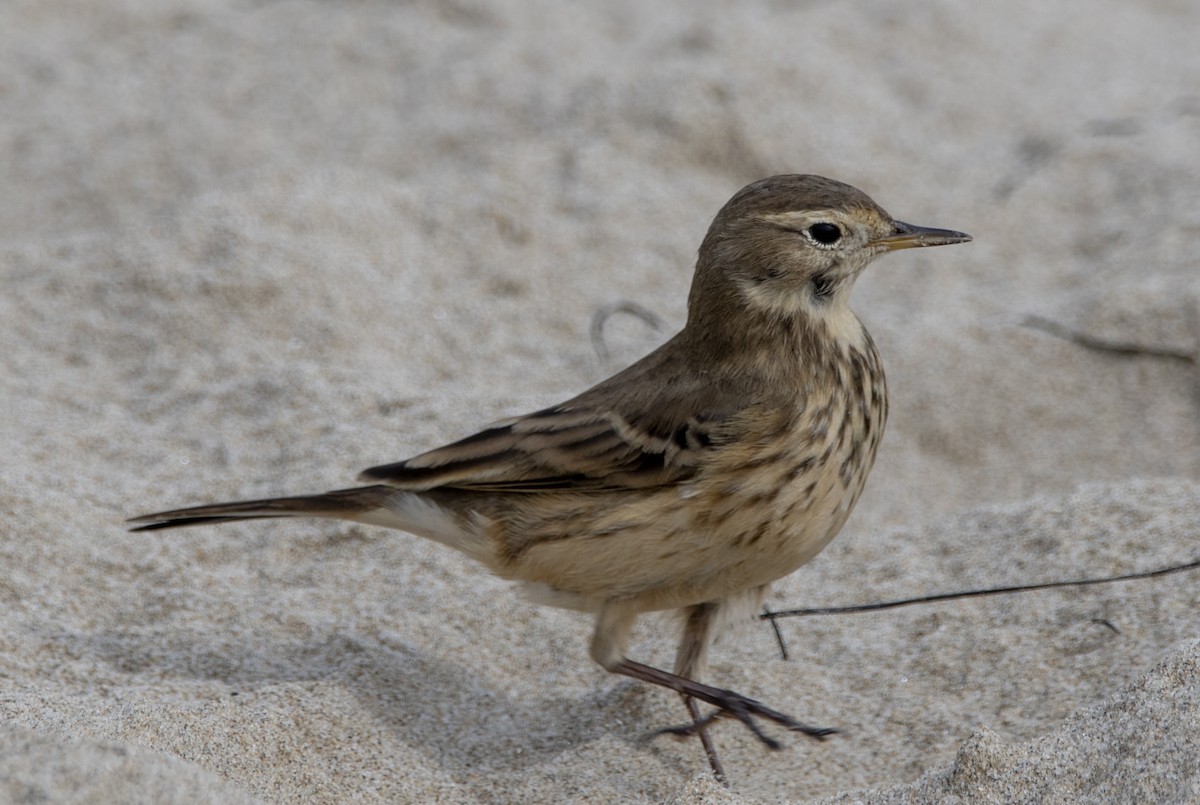 American Pipit - Steve Hovey