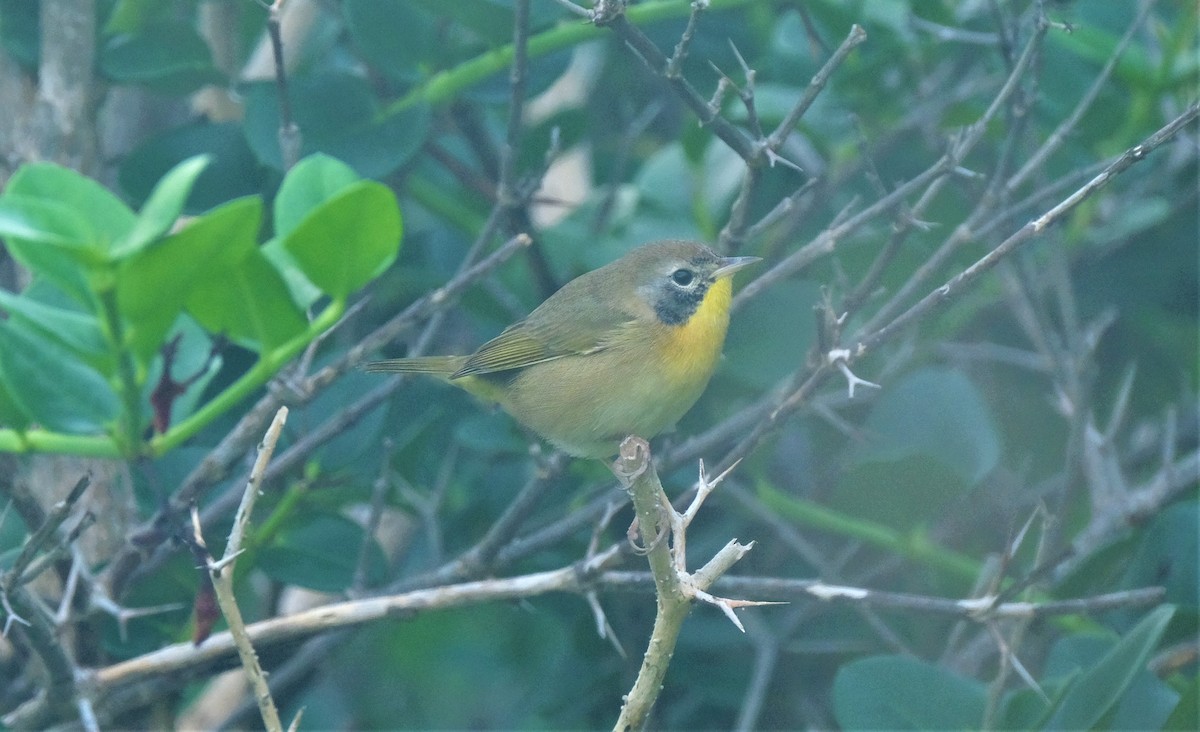 Common Yellowthroat - ML384596541