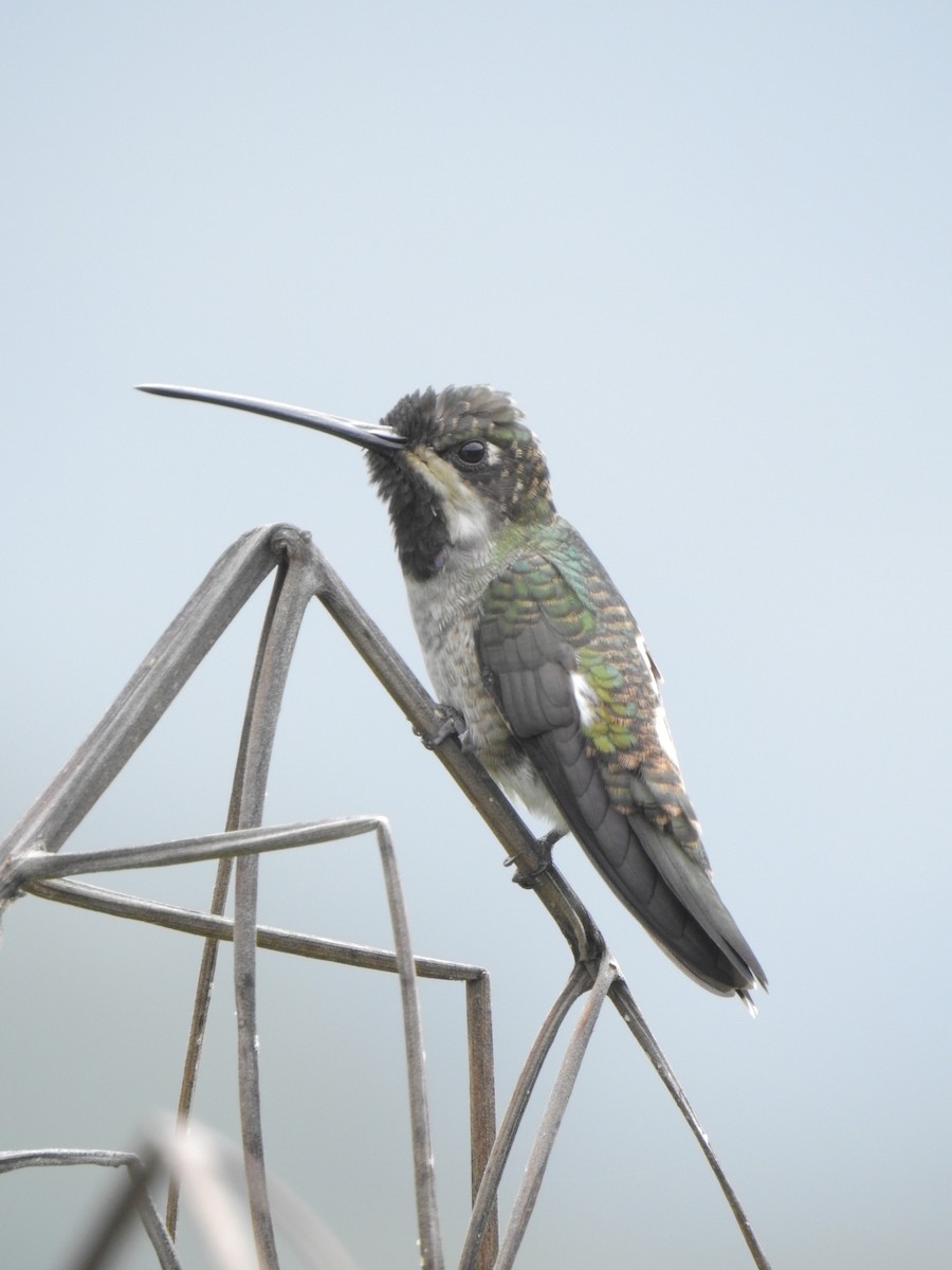 Long-billed Starthroat - ML384596651