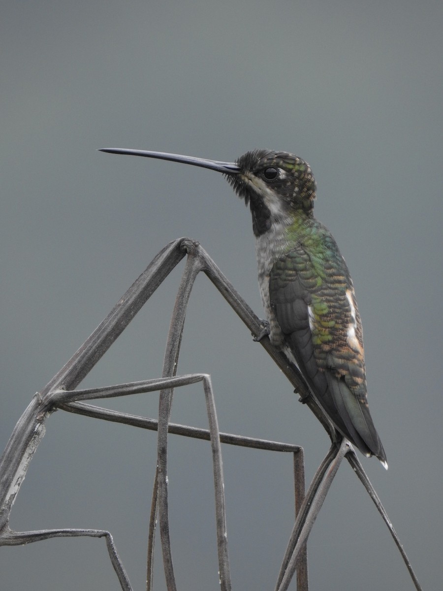 Long-billed Starthroat - ML384596661