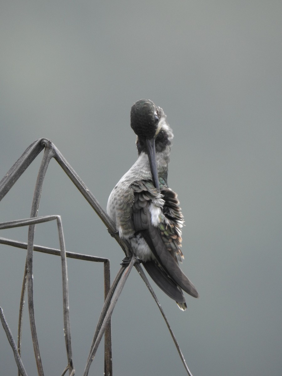 Long-billed Starthroat - Julián Arbeláez Aristizábal