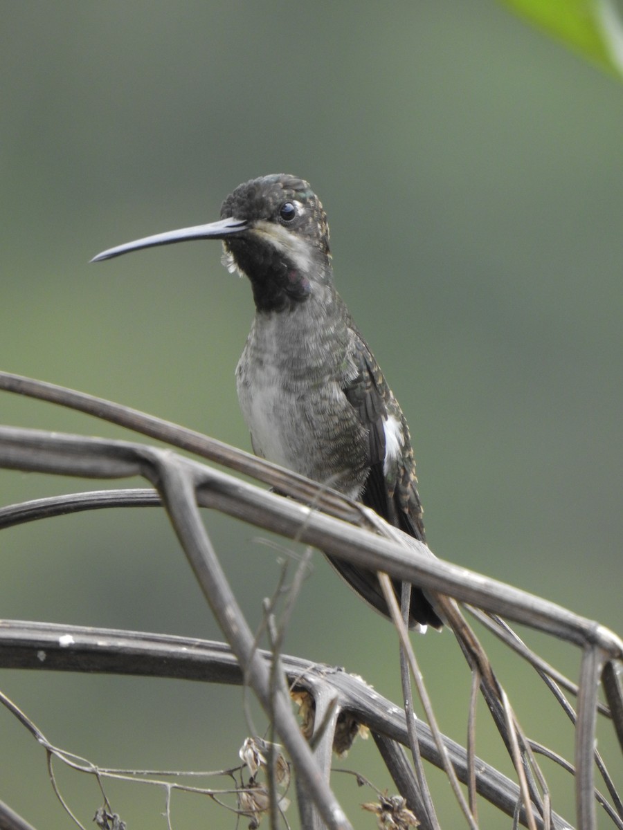 Long-billed Starthroat - Julián Arbeláez Aristizábal