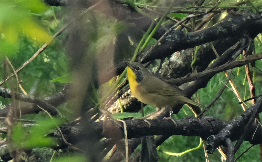 Common Yellowthroat - ML384596811