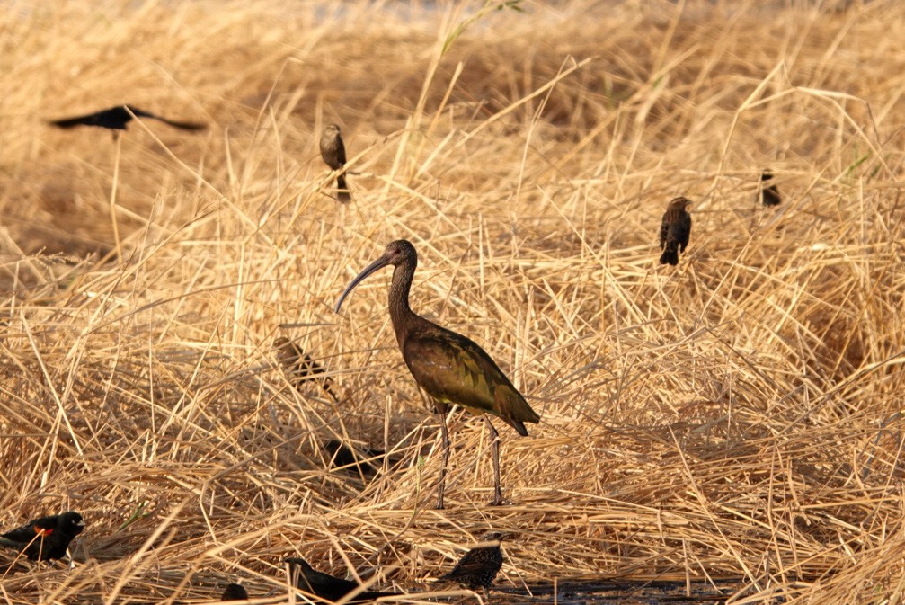 ibis americký - ML384597491