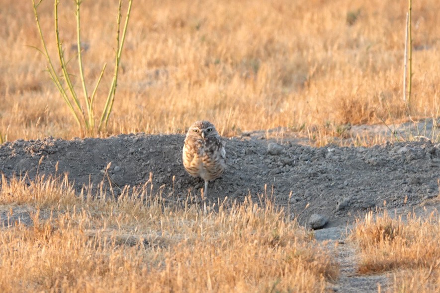 Burrowing Owl - CeCe Hurst