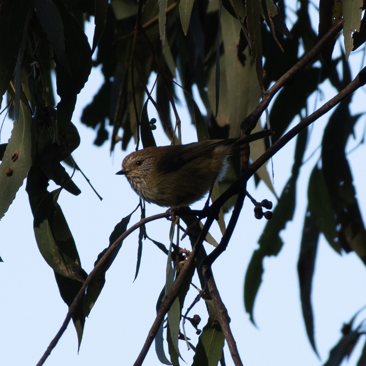 Striated Thornbill - ML384597671