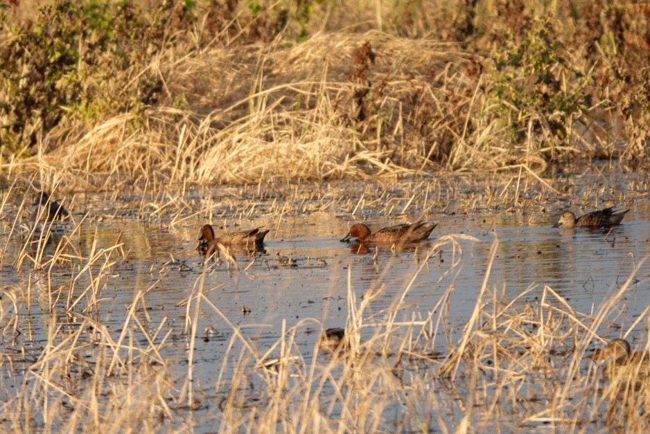 Cinnamon Teal - ML384598251