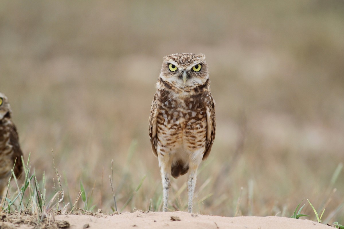 Burrowing Owl (guadeloupensis Group) - Jay McGowan