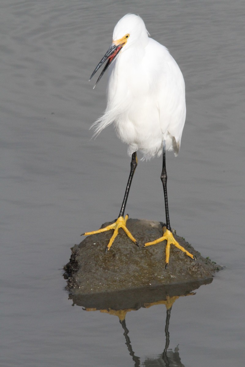 Snowy Egret - ML384598861