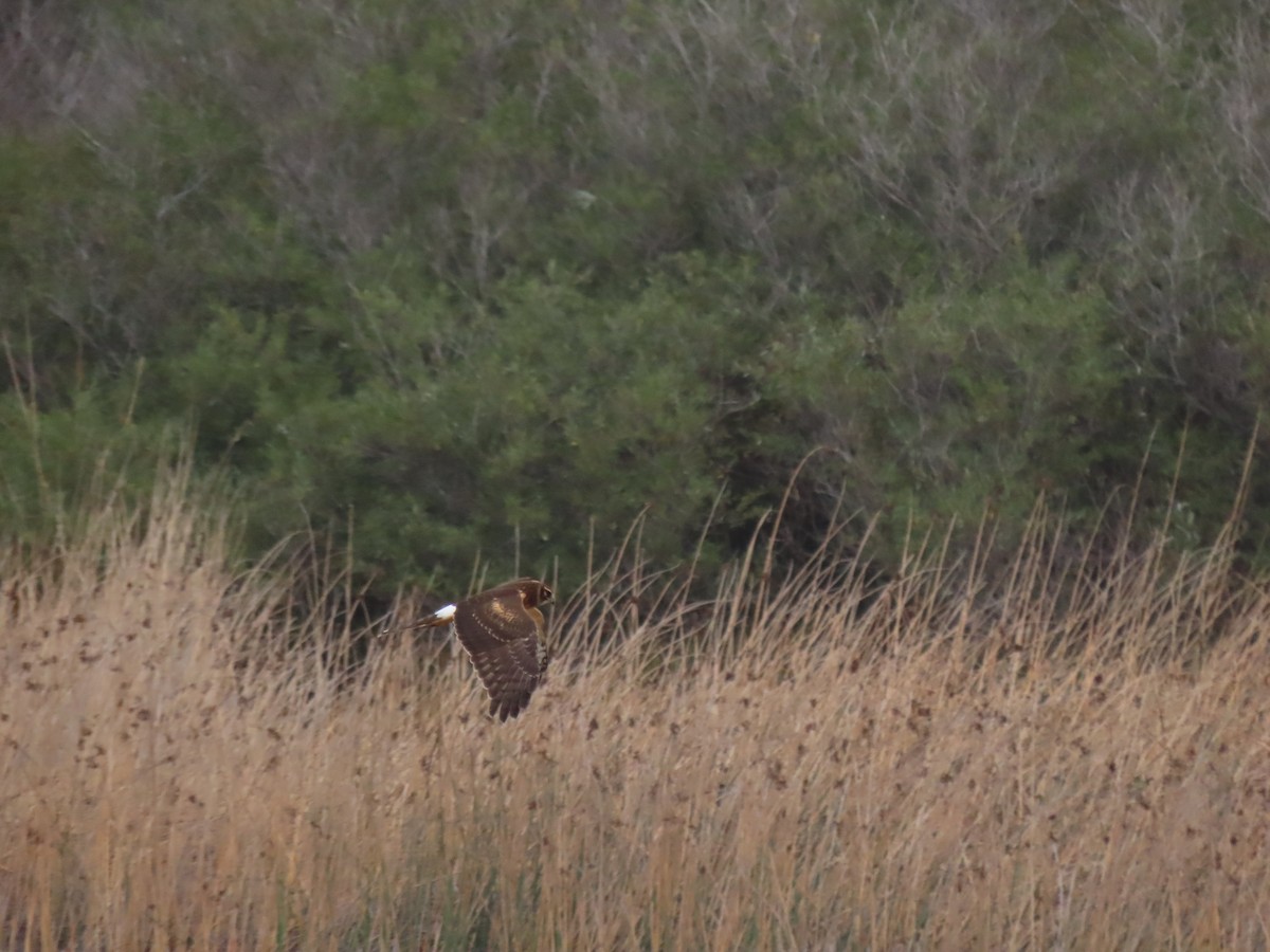 Northern Harrier - ML384599221