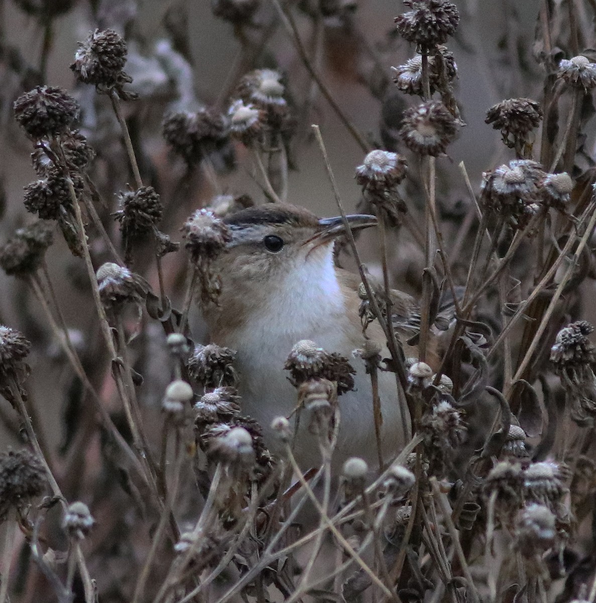 Marsh Wren - ML384599281