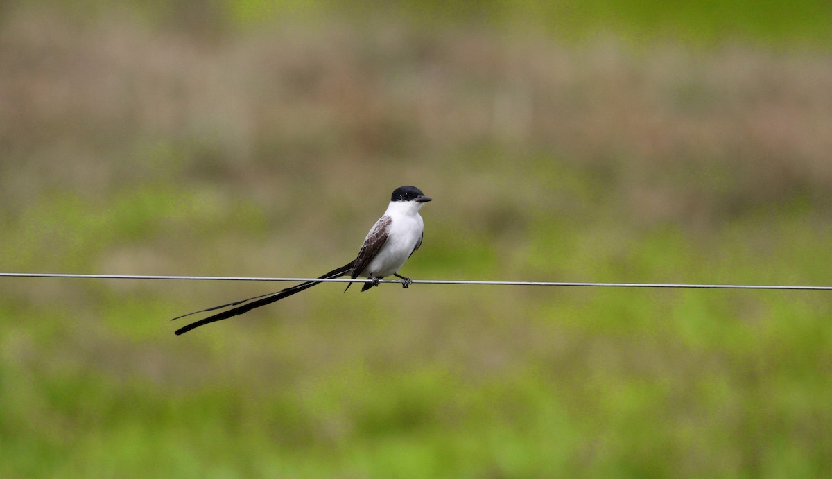 Fork-tailed Flycatcher - ML38460071