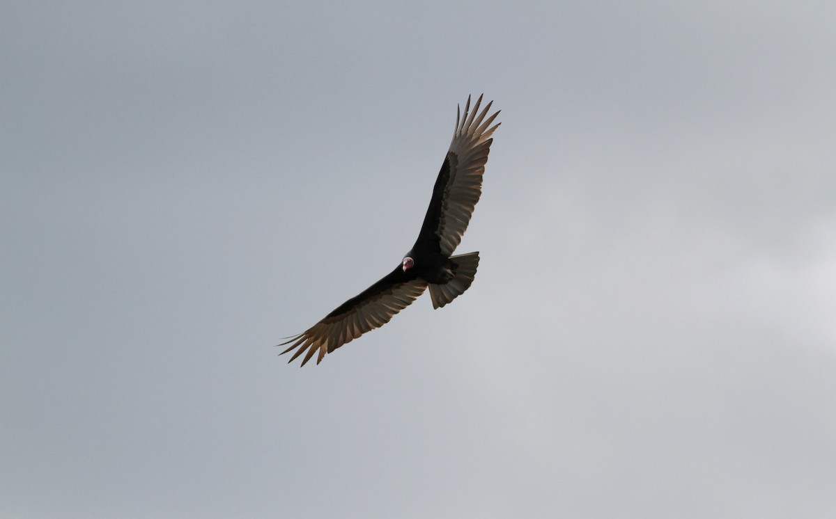 kondor krocanovitý (ssp. ruficollis) - ML38460141