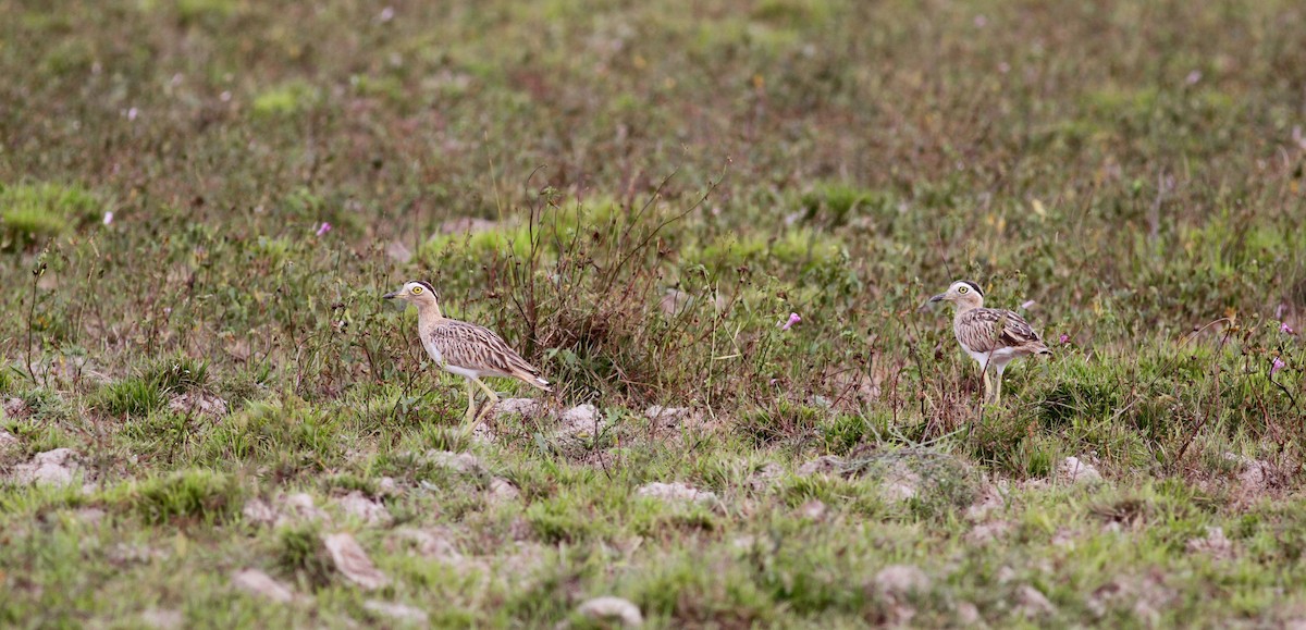 Double-striped Thick-knee - ML38460211