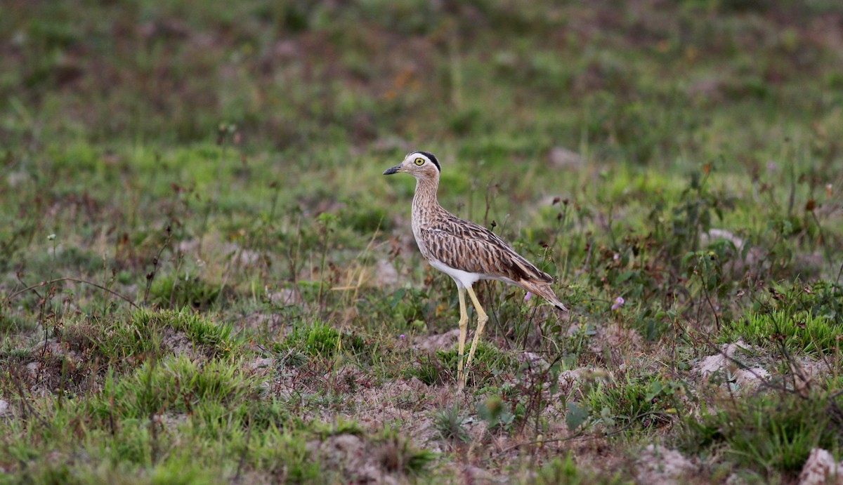 Double-striped Thick-knee - Jay McGowan