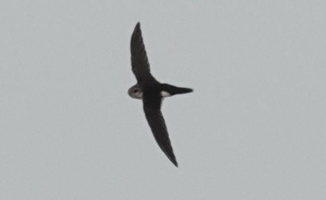 White-throated Swift - Brad Rumble