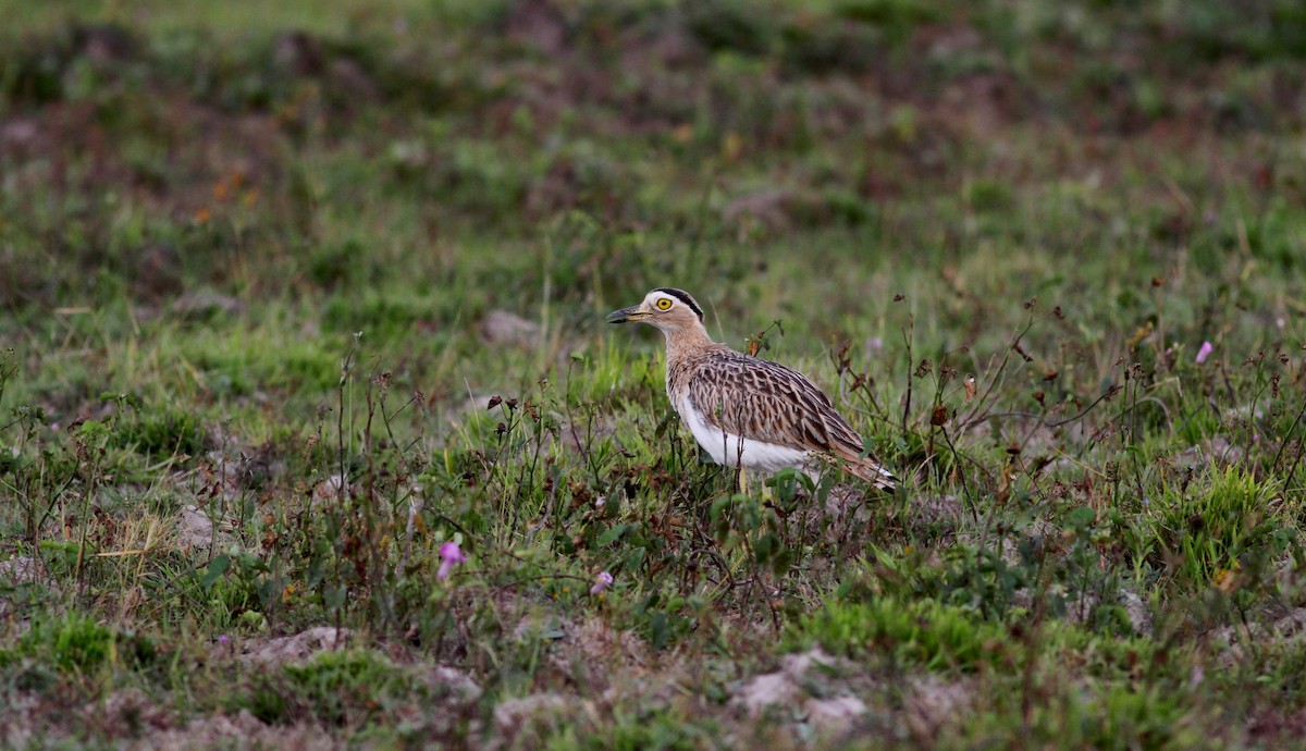 Double-striped Thick-knee - ML38460251