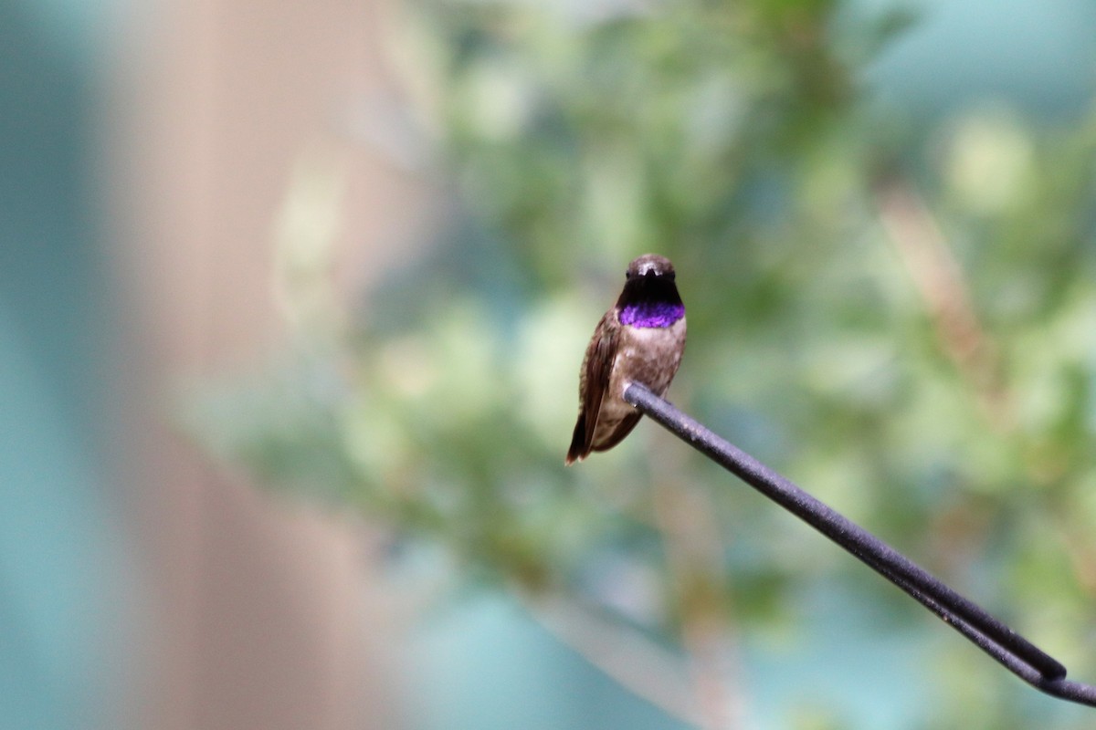 Black-chinned Hummingbird - Angel Zakharia