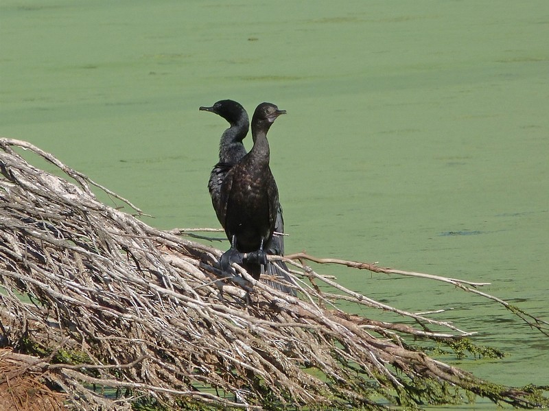 Little Black Cormorant - ML384603061