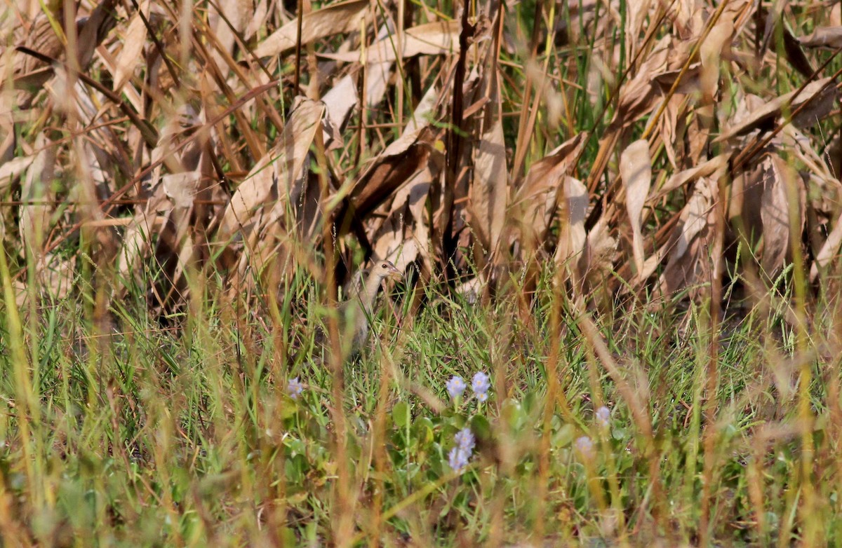 Purple Gallinule - ML38460311