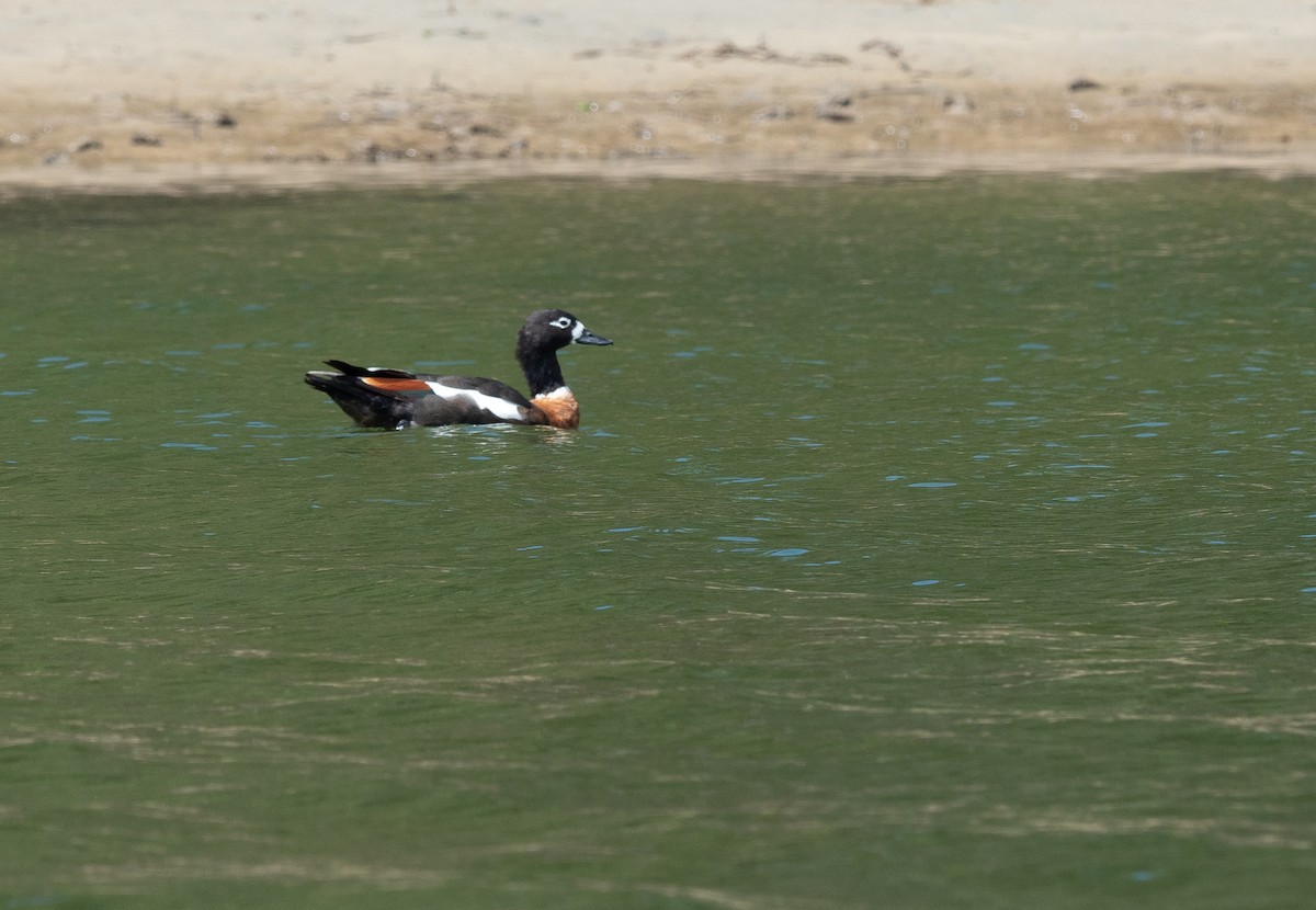 Australian Shelduck - ML384603191