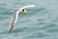 Sandwich Tern - ML384603961