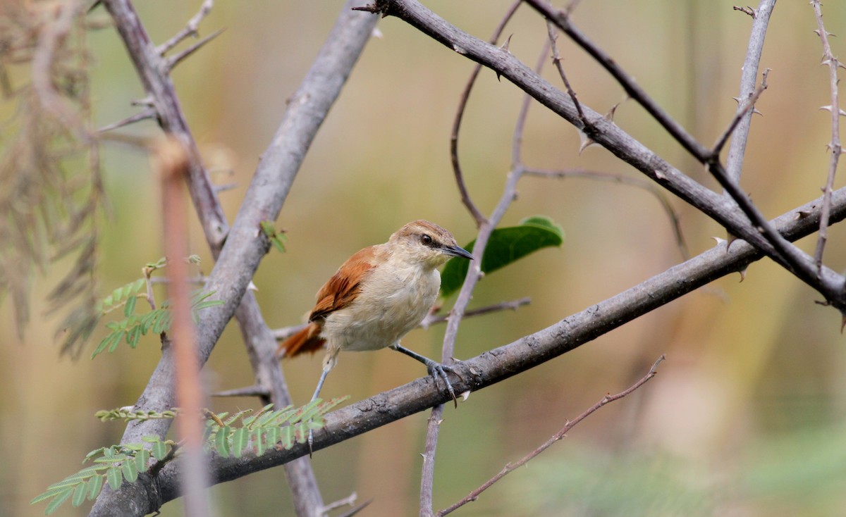 Yellow-chinned Spinetail - Jay McGowan