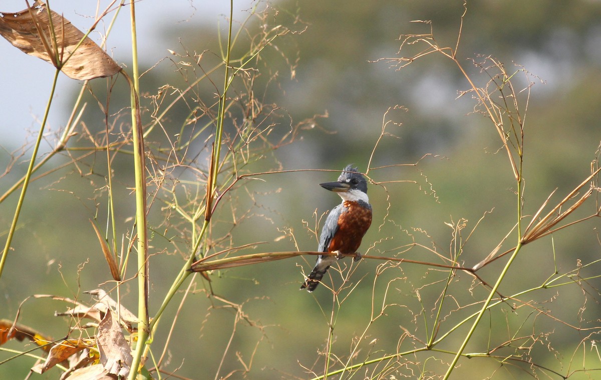 Ringed Kingfisher (Northern) - ML38460411