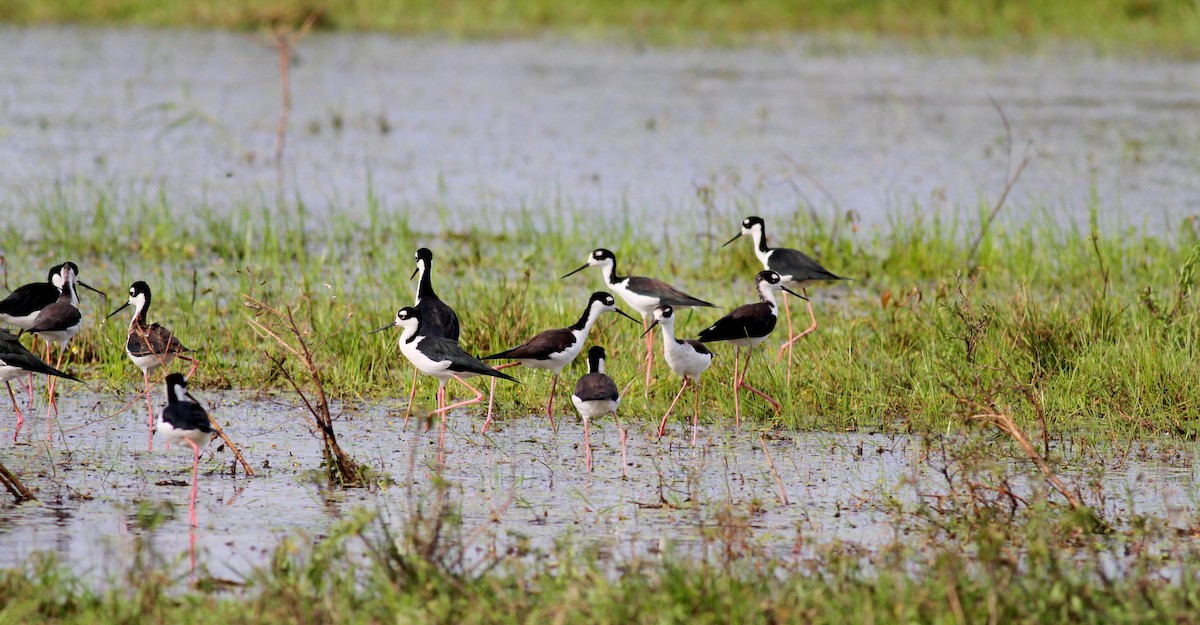 Schwarznacken-Stelzenläufer (mexicanus) - ML38460501