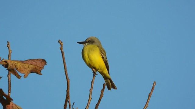 Tropical Kingbird - ML384605241