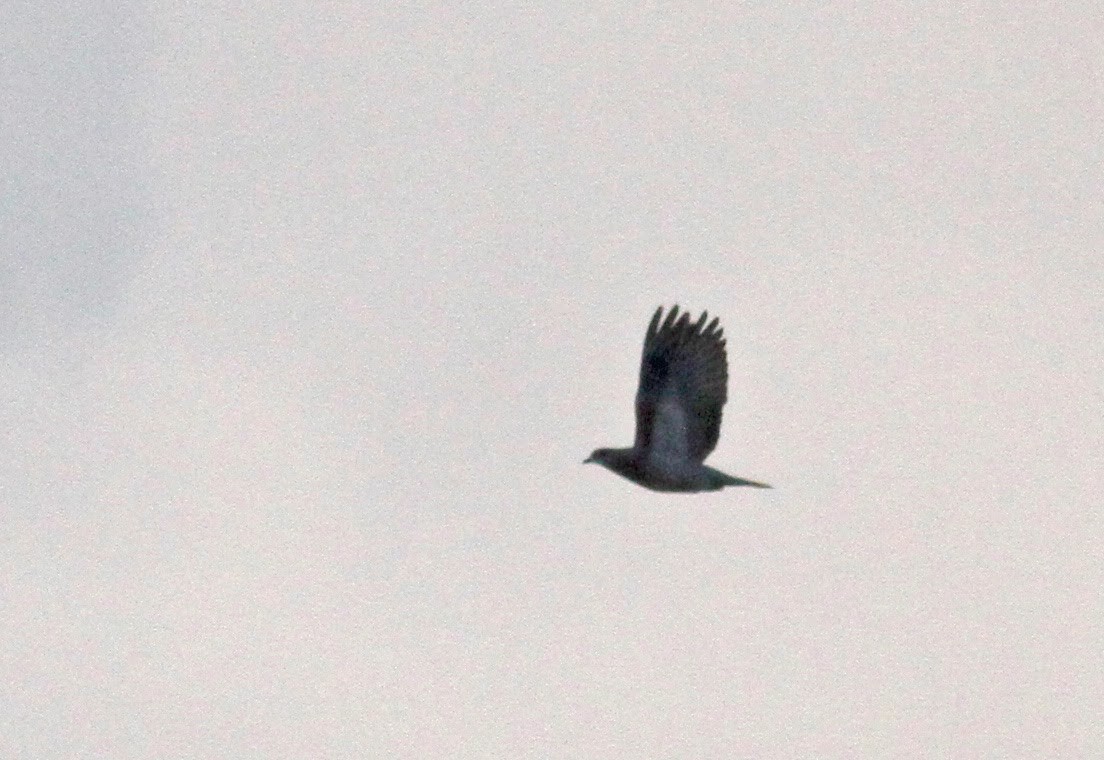 Pale-vented Pigeon - ML38460541