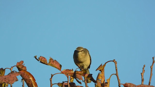 Northern Mockingbird - ML384605411